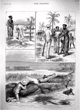 Did crocodile hunters use babies as bait in India? Did crocodile hunters use babies as bait in India?
