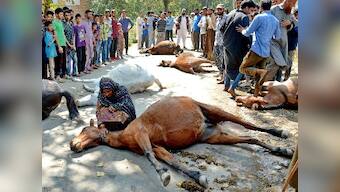 Kashmir Gujjars up in arms after the alleged killing of over a dozen horses by army vehicle
