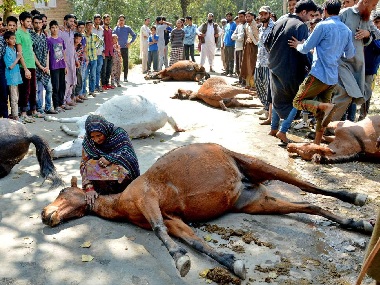 Kashmir Gujjars up in arms after the alleged killing of over a dozen horses by army vehicle Kashmir Gujjars up in arms after the alleged killing of over a dozen horses by army vehicle