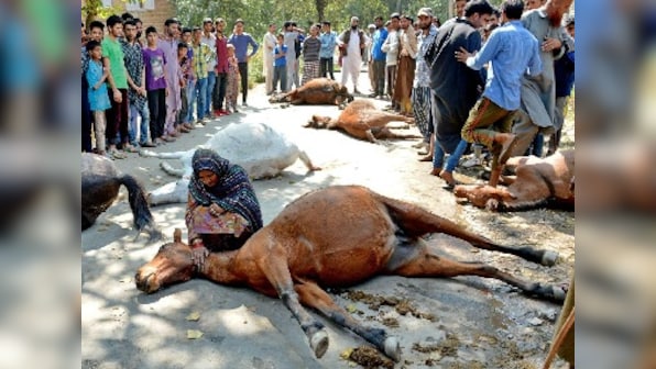 Kashmir Gujjars up in arms after the alleged killing of over a dozen horses by army vehicle
