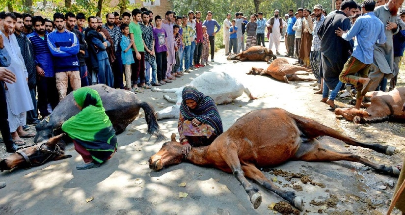 Nomads mourn their killed horses. Image courtesy: Facebook