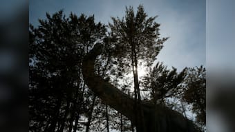 New species of long-necked dinosaur discovered in Australia