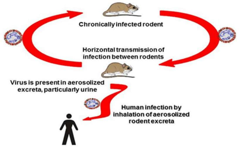 Hantavirus kills 12-year-old Mumbai boy: Heres all you need to know about the infection