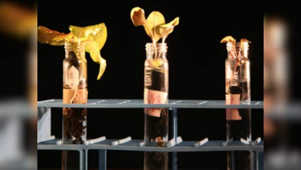 'Martian gardens' to find best veggies to grow during future manned missions to Mars