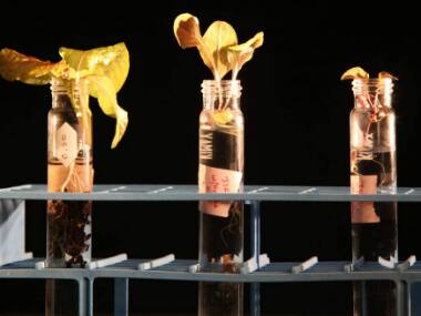 'Martian gardens' to find best veggies to grow during future manned missions to Mars