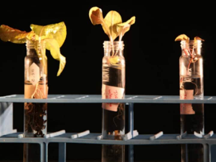 'Martian gardens' to find best veggies to grow during future manned missions to Mars