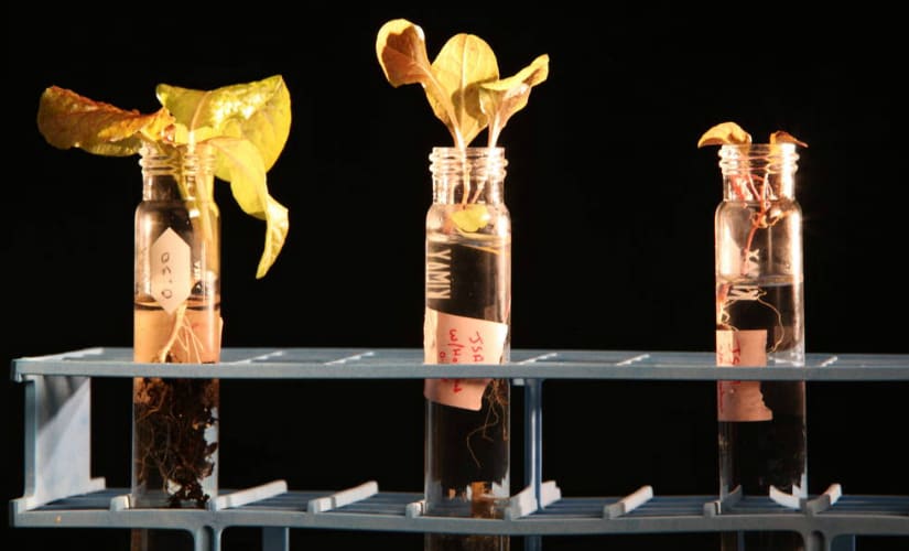 Plants were grown in a preliminary experiment comparing (left to right) potting soil, regolith simulant with added nutrients, and simulant without nutrients. Credits: NASA/Dimitri Gerondidakis