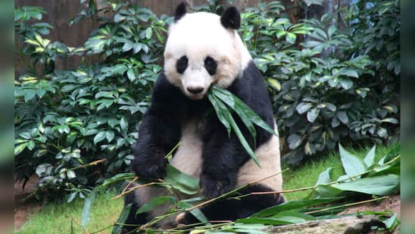 Jia Jia, world's oldest giant panda, dies at 38; age equivalent to 114 human years
