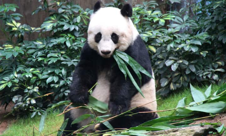 Jia Jia, world's oldest giant panda, dies at 38; age equivalent to 114 human years