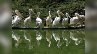 Delhi National Zoological Park shuts down temporarily due to bird flu