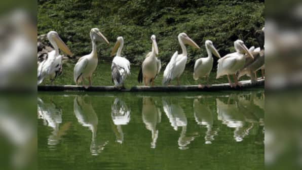 Delhi National Zoological Park shuts down temporarily due to bird flu