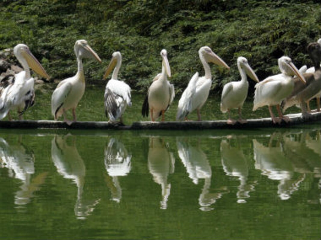 Delhi National Zoological Park shuts down temporarily due to bird flu-India News , Firstpost Delhi National Zoological Park shuts down temporarily due to bird flu-India News , Firstpost
