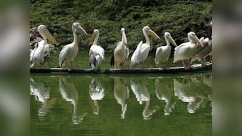 From lamb to tiger, pelican to toucan, politics thrives on animal and bird symbolisms but humans hardly care for their welfare