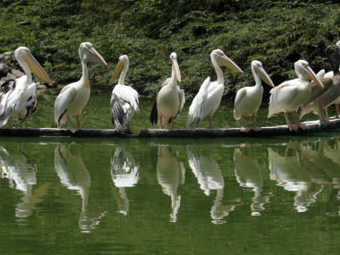 From lamb to tiger, pelican to toucan, politics thrives on animal and bird symbolisms but humans hardly care for their welfare From lamb to tiger, pelican to toucan, politics thrives on animal and bird symbolisms but humans hardly care for their welfare