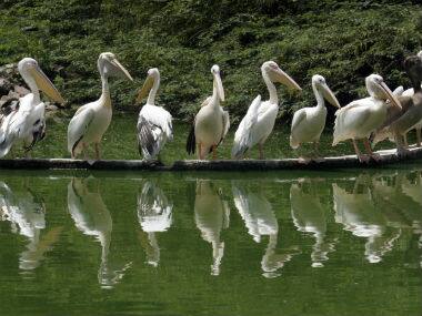 From lamb to tiger, pelican to toucan, politics thrives on animal and bird symbolisms but humans hardly care for their welfare