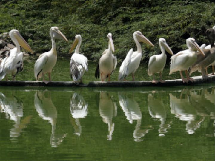 From lamb to tiger, pelican to toucan, politics thrives on animal and bird symbolisms but humans hardly care for their welfare