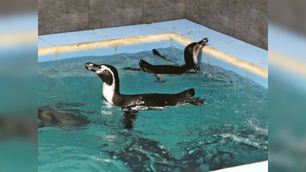 BJP MLA orders probe over health of eight Byculla Zoo Penguins purchased by BMC