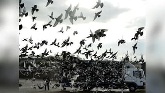 Balloons, pigeon part of Pakistan's 'psychological operation', claims BSF