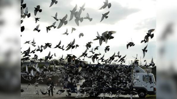 Balloons, pigeon part of Pakistan's 'psychological operation', claims BSF