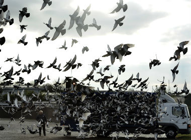 Balloons, pigeon part of Pakistan's 'psychological operation', claims BSF Balloons, pigeon part of Pakistan's 'psychological operation', claims BSF