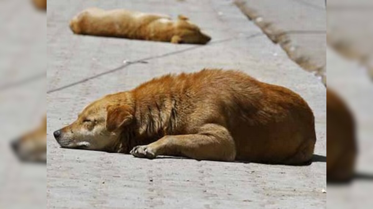 SC lifts stay on Delhi HC order on guidelines relating to feeding of stray dogs