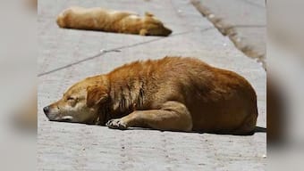 SC lifts stay on Delhi HC order on guidelines relating to feeding of stray dogs