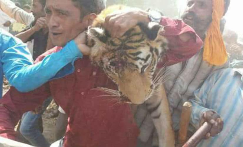Dead body of the carcass. Photo: Ankita Virmani