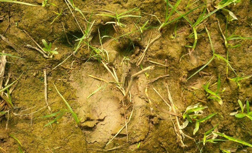 Pugmarks of the tigress. Photo: Ankita Virmani