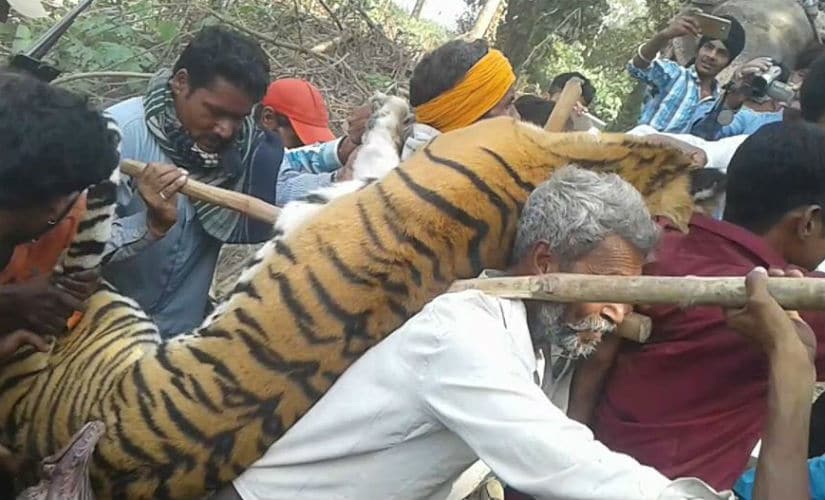Villagers carrying the dead body of the tigress. Photo: Ankita Virmani