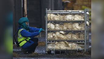 Delhi bird flu scare: AAP govt should release health advisory with dos and don’ts