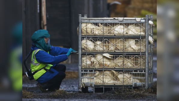 Delhi bird flu scare: AAP govt should release health advisory with dos and don’ts
