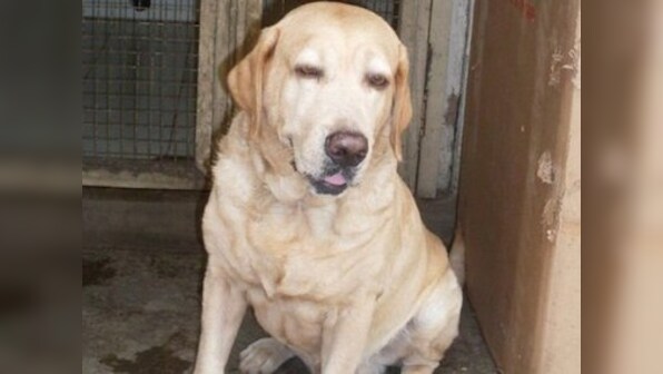 Police dog Caesar who saved lives during 26/11 dies of heart attack in Virar