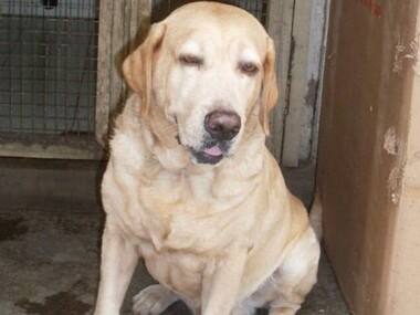 Police dog Caesar who saved lives during 26/11 dies of heart attack in Virar