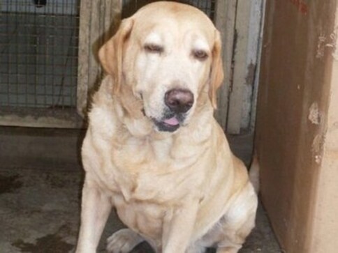 Police dog Caesar who saved lives during 26/11 dies of heart attack in Virar Police dog Caesar who saved lives during 26/11 dies of heart attack in Virar