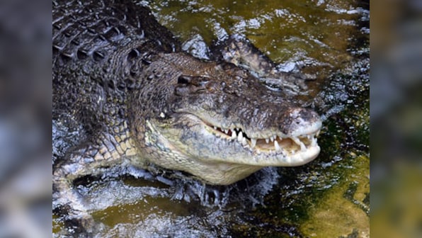 Crocodiles to be relocated from ponds near Statue of Unity in Gujarat; officials say move aimed at tourist safety, not new seaplane service