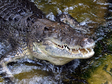 On the Andaman and Nicobar Islands, humans and crocodiles are locked in a conflict On the Andaman and Nicobar Islands, humans and crocodiles are locked in a conflict
