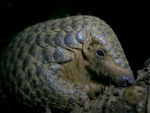 Will ban on trade of pangolins give 'the world's most trafficked animal ...