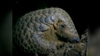 Will ban on trade of pangolins give 'the world's most trafficked animal' a chance to survive?