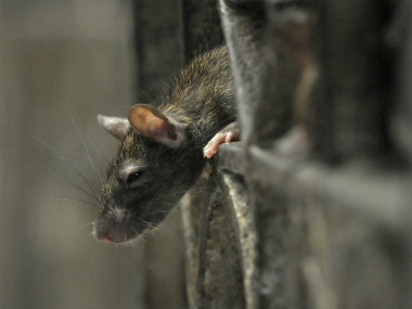 Man dies from hantavirus in China: All you need to know about the virus, and how it spreads Man dies from hantavirus in China: All you need to know about the virus, and how it spreads