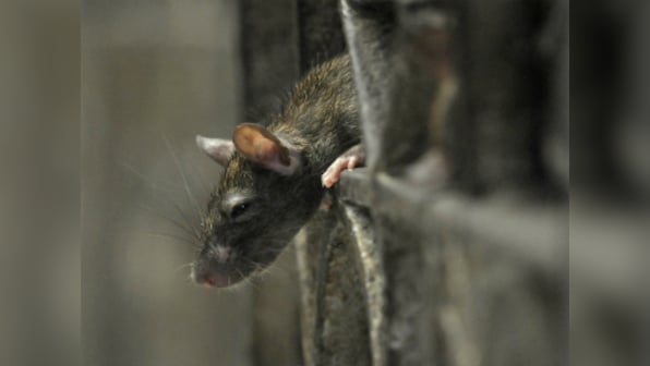 Man dies from hantavirus in China: All you need to know about the virus, and how it spreads
