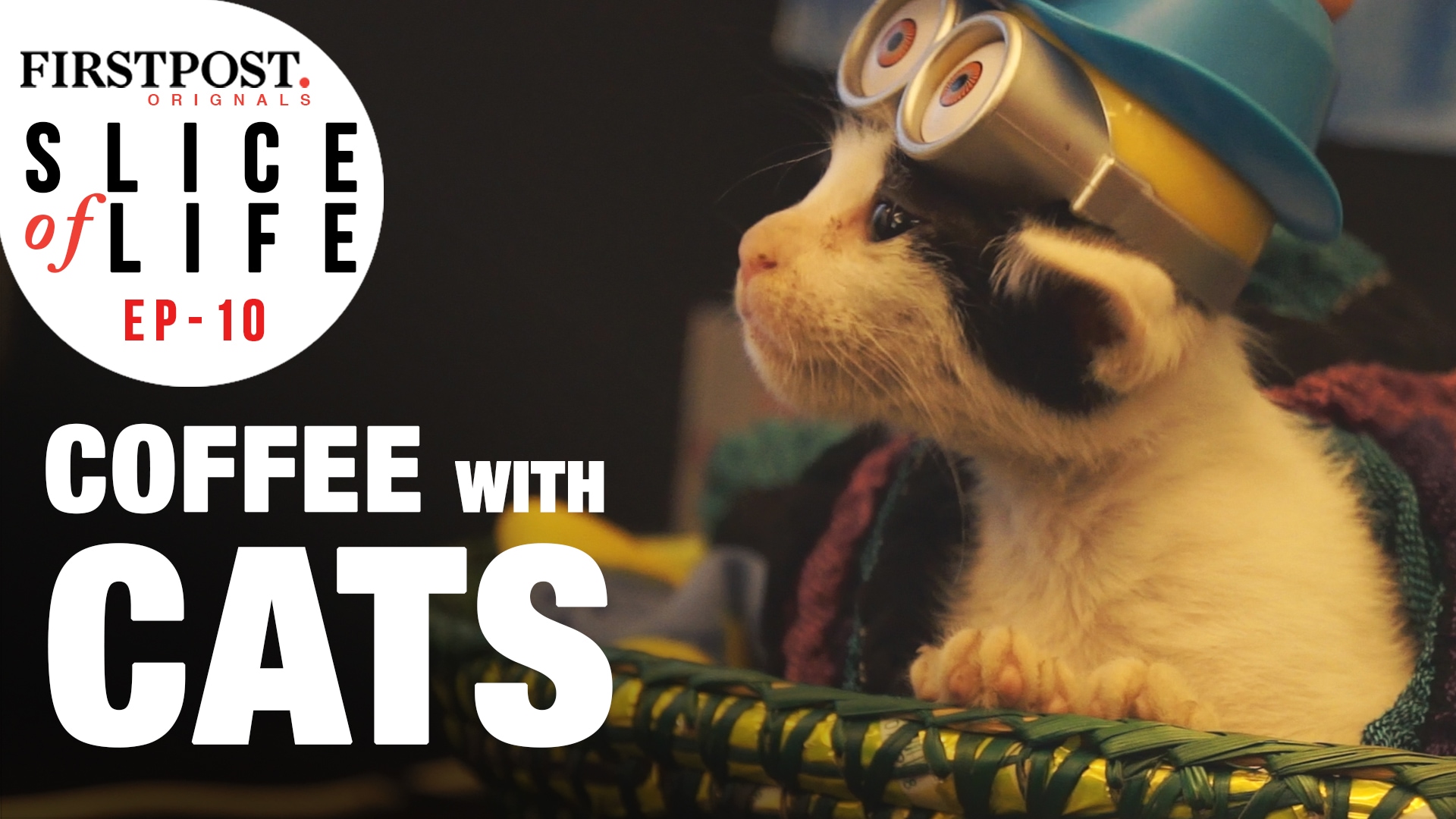 Watch At the Cat  Caf  Studio  in Mumbai cuddle up with a 