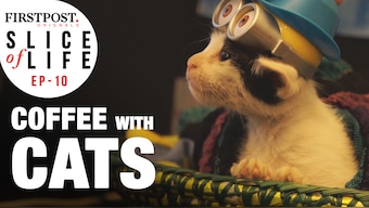 Watch: At the Cat Café Studio in Mumbai, cuddle up with a feline while sipping on chai
