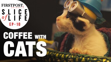 Watch: At the Cat Café Studio in Mumbai, cuddle up with a feline while sipping on chai