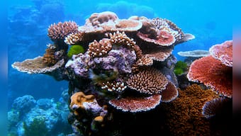 Mass bleaching events at Great Barrier Reef this year kill more corals than ever before