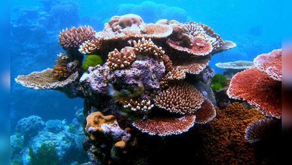 Mass bleaching events at Great Barrier Reef this year kill more corals than ever before