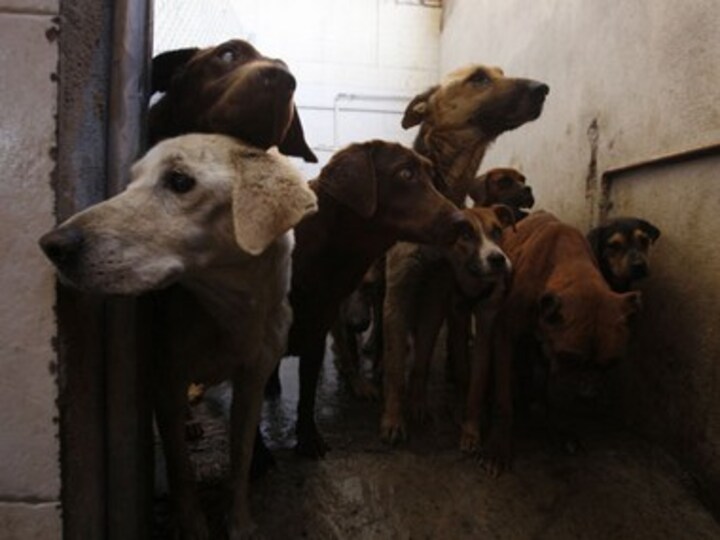 Artificial breeding for dog shows is ultimate cruelty to canines, it's time we stop
