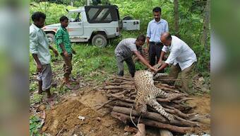 Recent leopard death in Gurugram shows we aren't ready to co-exist yet
