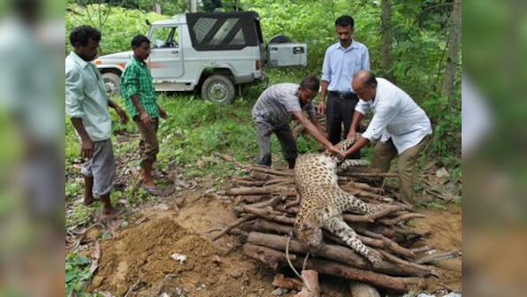 Recent leopard death in Gurugram shows we aren't ready to co-exist yet
