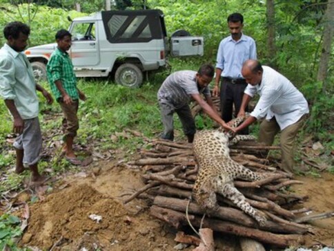 Recent leopard death in Gurugram shows we aren't ready to co-exist yet Recent leopard death in Gurugram shows we aren't ready to co-exist yet