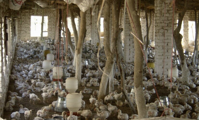 Note ban impact: Hyderabad’s famous chicken biryani industry hit, poultry farmers in state of crisis